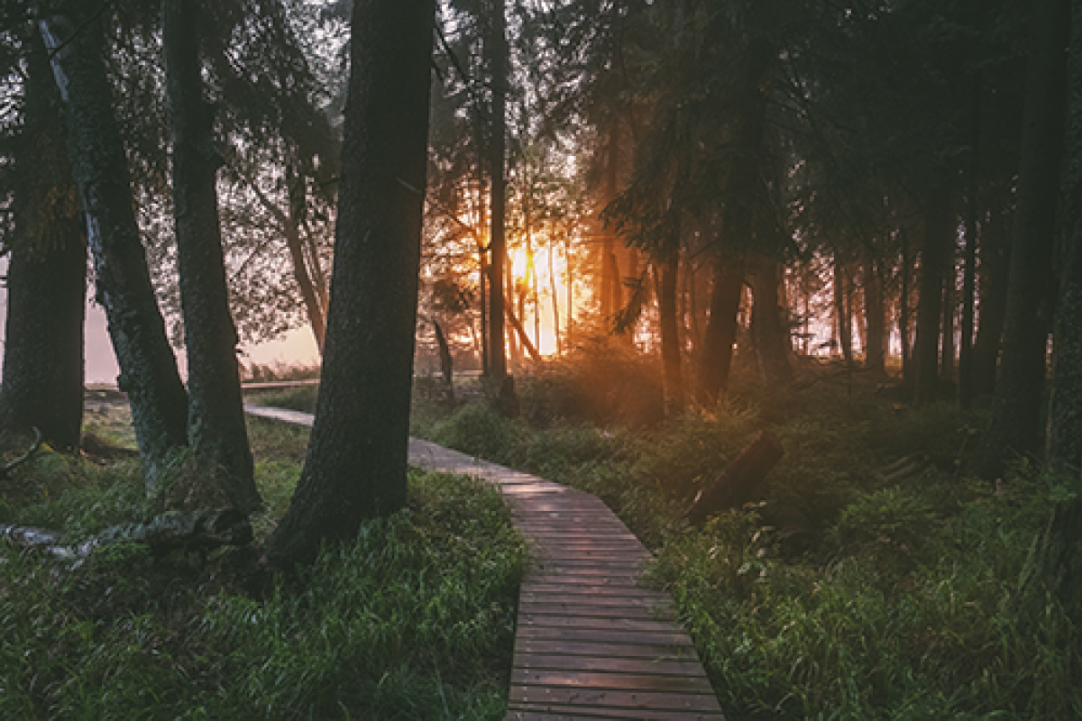 Kladska 3 Michal Fox